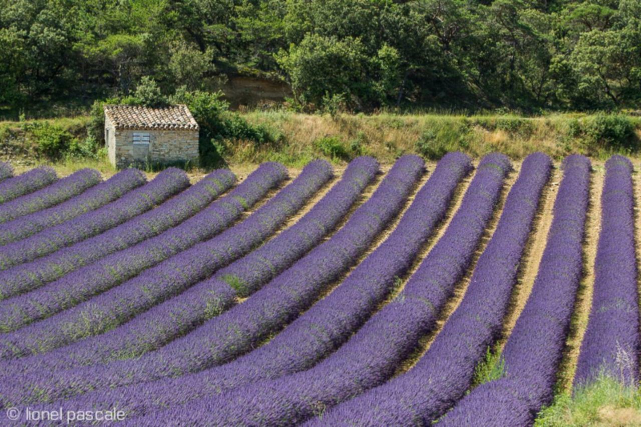 Gite Marius Mirabel-aux-Baronnies ภายนอก รูปภาพ